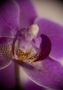 Dominika Moellerova - Phalaenopsis 2