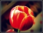 tulipán