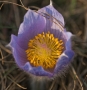 Pohár