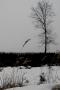 Smutný strom