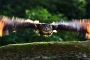Jiří Zuzánek -BUbo Bubo