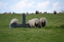 Kateřina Vaňková - sheeps