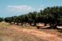 Zuzana Konečná - Olive trees