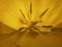 Veronika Hucová - Květ tulipánu- detail