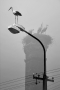 Svoboda