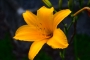 Zuzana Konečná - Yellow flower