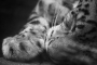 Siesta