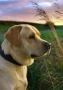 Coudy