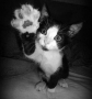 Mirek Tvrdý -Né každé kotě umí High five.