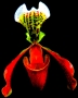 Marie Machytková - Obživlý květ orchideje
