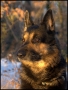 Aran Black Wolf