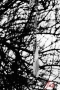 Život ve městě - Prohibition against a tree