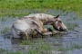 appaloosa