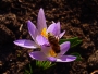 Darina Pavlovičová -Oddaný krokus