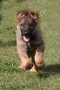 REX 1