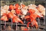 Zvěř, zvířata a zvířátka - požár v Zoo