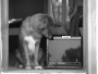 His Master´s voice