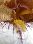 Heluška Kmoníčková - Krasný detail