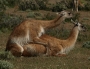 Zvěř, zvířata a zvířátka - Llama guanaco v Patagonii  - rodiče