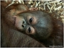 Karel Souček -Orangutan bornejský