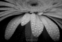 gerbera