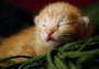 Soft kitty