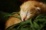 Veronika  Soláriková - Warm kitty