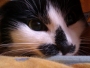 Lovec