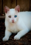 Sphinx  