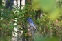Blue Jay