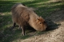 Kapybara