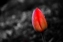 Renáta Provázková -Tulipán