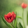 Karla Eggerová -tulipány