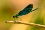 Jiří Novák -Motýlice obecná (Calopteryx virgo)