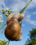 Miniaturní příroda - Fotograf roku - TOP 20 - VII.kolo - Na vyhlídce