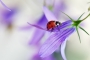  Lady Bell