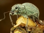 Martin Fara - Listohlod žahavkový Phyllobius pomaceus