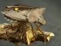 Martin Fara - Kněžice rudonohá Pentatoma rufipes