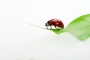 Martin Kabát - Ladybug v atelieru II