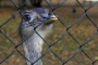 Svět zvířat - Na potulkách po zoo