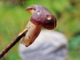 Mňamka