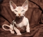 Sphynx