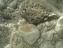 pod hladinou