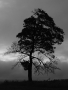 strom