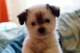 Theodor 