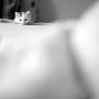 Svět zvířat - Fotograf roku - Kreativita - VI.kolo - Šelma domácí