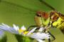 Sympetrum vulgatum