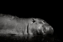 Martin Dzurjaník - lazy hippo