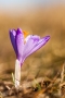Krokus