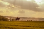 Don Quijote... 